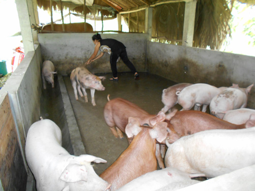 Làm giàu từ V.A.C khép kín